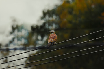 sparrow on a wire