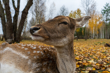 muzzle of spotted deer doe in closeup.