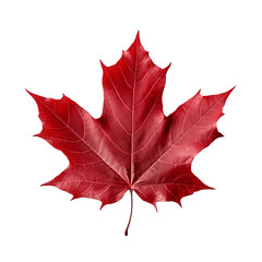 Red maple leaf isolated on transparent background