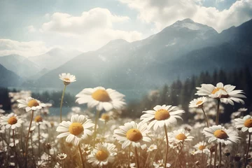 Papier Peint photo Lavable Herbe daisies in the mountains