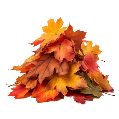Autumn maple leaves isolated on transparent background