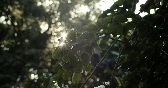 Background footage bokeh with leaves sway in the foreground due to the wind and beautiful flares through the leaves in the forest.