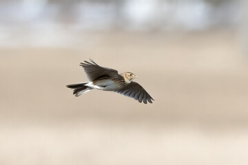Lark
