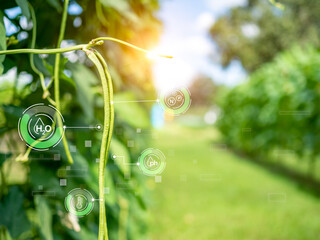 Smart farming with IoT, futuristic agriculture 4.0 concept, farming 4.0, Smart agricultural...