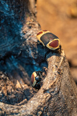 Congolese golden-headed beetle on bark.