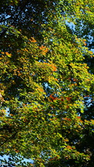 The beautiful autumn view with the colorful trees and leaves in the park