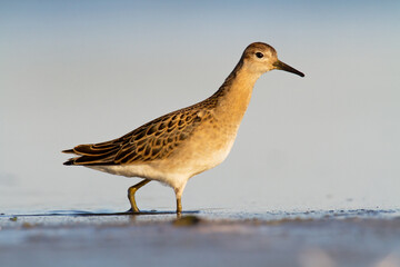 Shorebird - Philomachus pugnax, Ruff on spring time, migratory bird Poland Europe