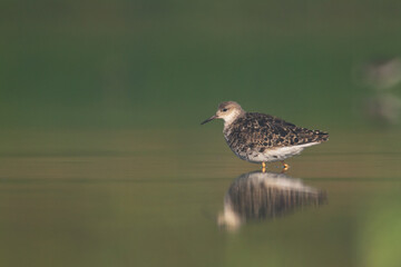Shorebird - Philomachus pugnax, Ruff on spring time, migratory bird Poland Europe