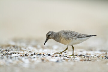 Shorebird - juvenile Calidris canutus, Red Knot on the Baltic Sea shore, migratory bird Poland Europe