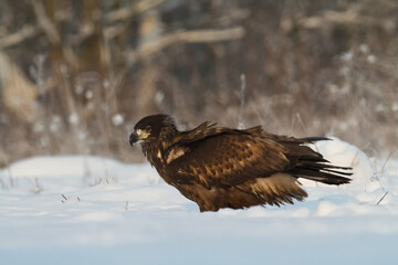 Birds of prey - Majestic predator White-tailed eagle, Haliaeetus albicilla in Poland wild nature