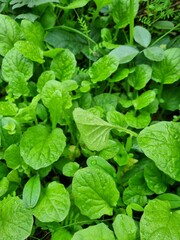 green fresh foliage, many small leaves in the spring forest, leaves in dew.Barbarea vulgaris,...