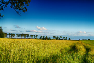 Landscape summer meadows and trees, amazing blue sky with white clouds Poland Europe