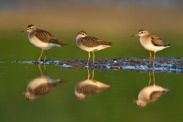 Shorebirds - Wood Sandpiper Tringa glareola, wildlife Poland Europe