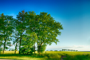 Fototapeta na wymiar Landscape summer meadows and trees, amazing blue sky with white clouds Poland Europe