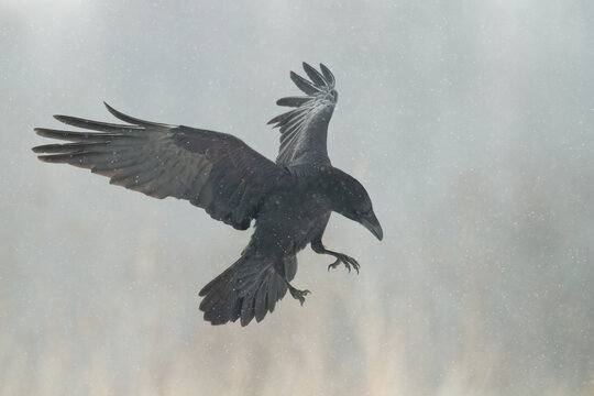 Bird beautiful raven Corvus corax North Poland Europe