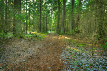 andscape old primeval forest Knyszynska Forest, east north part Poland Europe