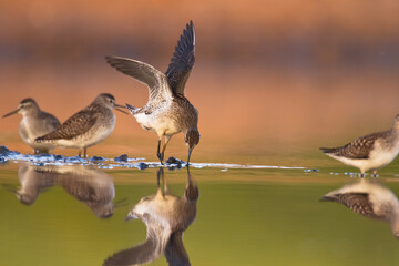 Obraz premium Shorebirds - Wood Sandpiper Tringa glareola, wildlife Poland Europe