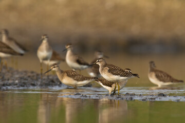 Shorebirds - Wood Sandpiper Tringa glareola, wildlife Poland Europe