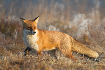 Fox Vulpes vulpes in natural scenery, Poland Europe, animal walking among meadow
