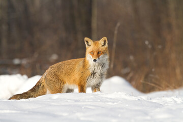 Obraz premium Fox Vulpes vulpes in natural scenery, Poland Europe, animal walking among meadow