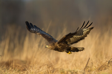 landing Common buzzard Buteo buteo in the fields in winter snow, buzzards in natural habitat, hawk bird on the ground, predatory bird close up winter bird