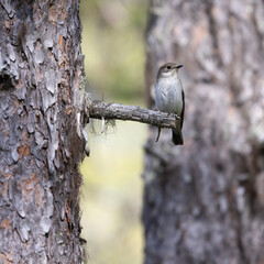 European pied flycatcher