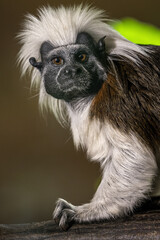 Tamarin pincher - a small monkey with a white mane on its head, portrait.