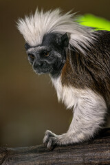 Obraz premium Tamarin pincher - a small monkey with a white mane on its head, portrait.