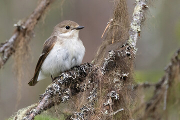 European pied flycatcher