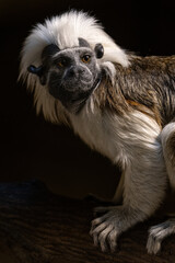 Tamarin pincher - a small monkey with a white mane on its head, portrait.