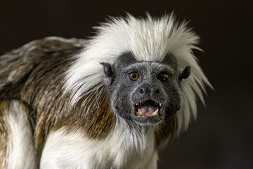 Tamarin pincher - a small monkey with a white mane on its head, portrait.