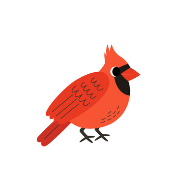 Vector illustration of cute cartoon cardinal bird on white background.
