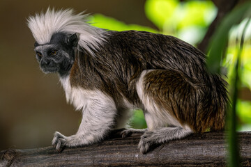 Pinscher tamarin - a small monkey with a white mane on its head.