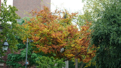 The beautiful campus autumn view with the colorful trees and leaves in the rainy day