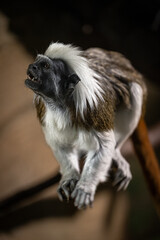 Pinscher tamarin - a small monkey with a white mane on its head.