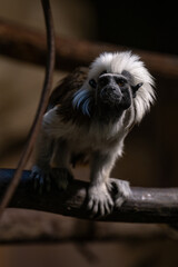 Pinscher tamarin - a small monkey with a white mane on its head.