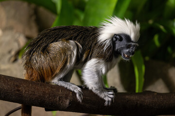 Pinscher tamarin - a small monkey with a white mane on its head.