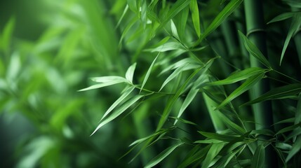 Fototapeta premium image of a green bamboo with blur background