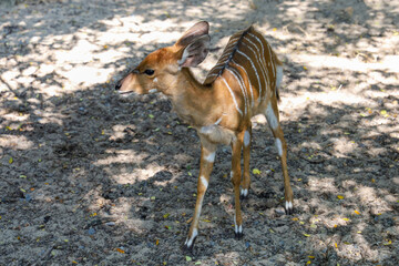 The female deer in garden at thailand