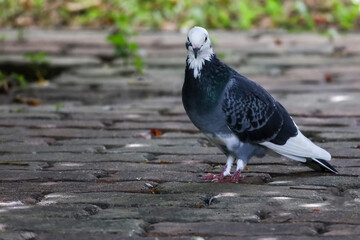 The pigeon bird is rest in the garden