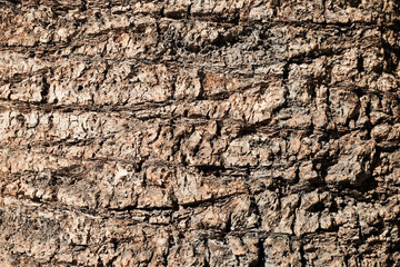 Palm tree bark texture. Coconut tree trunk. Dried palm. Brown skin of a palm on tree bark. Exotic wood backdrop. Brown palm tree wood structure.