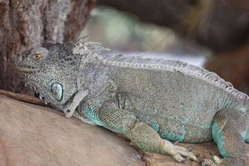 close up Iguana on dry wood