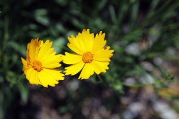 Closeup of Lanceleaf Coreopsis blooms, New South Wales Australia
