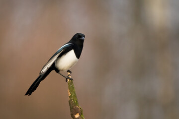 The Eurasian Magpie or Common Magpie or Pica pica on the branch with colorful background