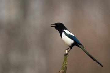 The Eurasian Magpie or Common Magpie or Pica pica on the branch with colorful background