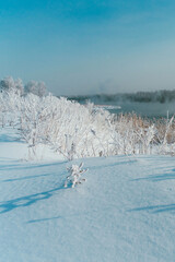 Obraz premium snow covered trees