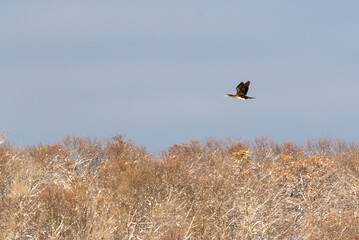 A single cormorant flies over the Wienerberg recreation area on a winter's day