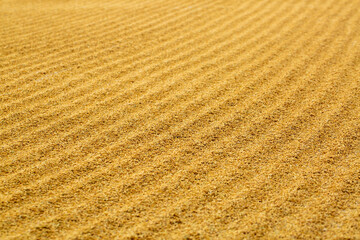 Fototapeta na wymiar paddy background,Rice paddy (unmilled rice) texture pattern background.