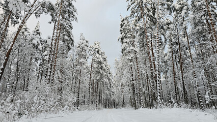Winter scene of a snow-covered pine forest, creating a tranquil and enchanting atmosphere.