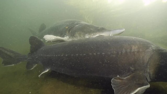 Beluga Sturgeon Or Great Sturgeon (Huso Huso) Swimming underwater In the Pond. Underwater footage of swimming European sturgeon in natural habitat. The biggest freshwater fish.